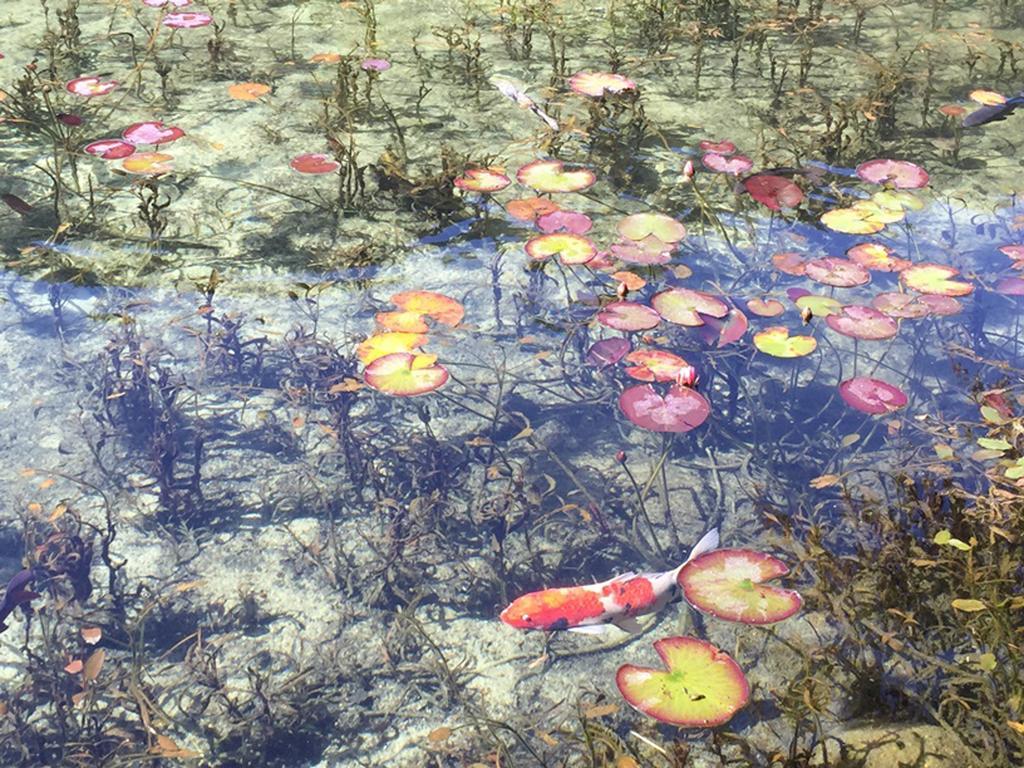 فندق مياكو جيفو ناجاراجاوا غيفو المظهر الخارجي الصورة Water lily